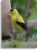 Gold Finch