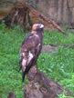 Golden Eagle