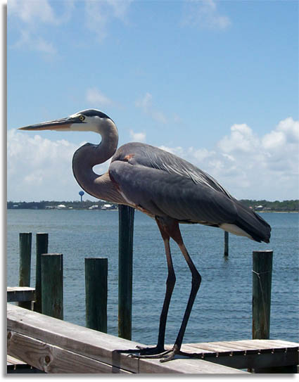 Great Blue Heron