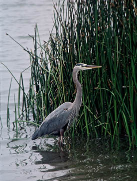 Great Blue Heron