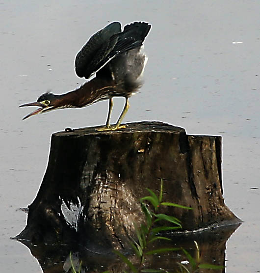 Green Heron