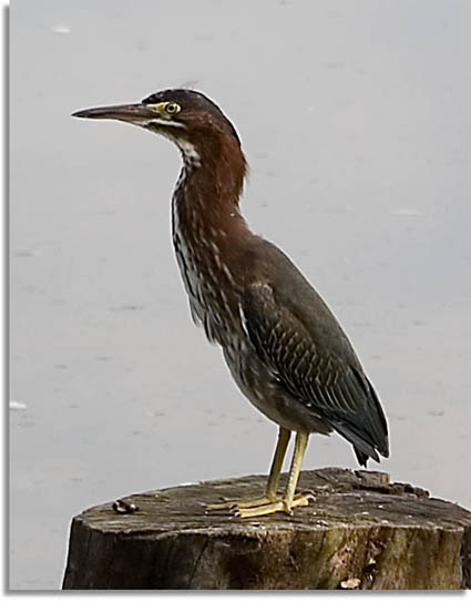 Green Heron