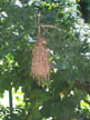 Hanging Grass Bird Nest