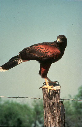 Harris Hawk