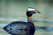 Horned Grebe