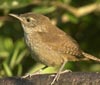 House Wren