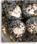 Killdeer & Eggs