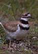 Killdeer