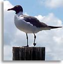 Laughing Gull