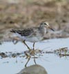 Lesser Yellowlegs