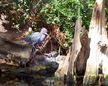 Little Blue Heron