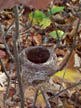 Low Bird Nest