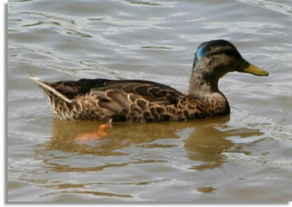 Female Mallard Duck