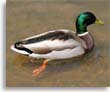 Mallard Ducks