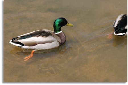 Male Mallard Duck