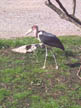 Marabou Stork