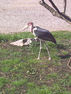 Marabou Stork