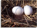 Mourning Dove Eggs