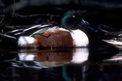 Northern Shoveler Drake