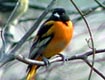 Oriole