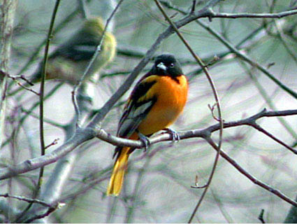 Oriole