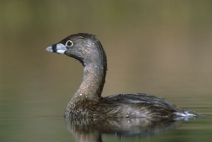 Pied-Billed Grebe