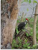 Pileated Woodpecker