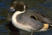 Pintail Drake