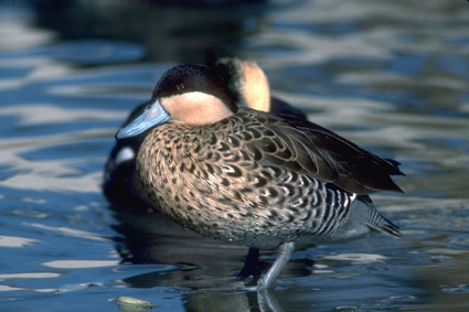 Puna Teal