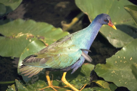 Purple Gallinule