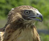 Red-tailed Hawk