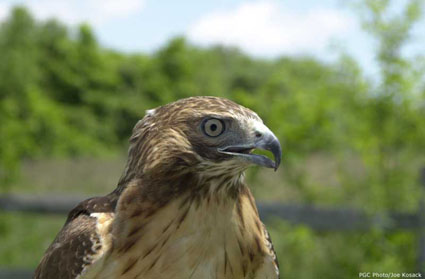 Red-tailed Hawk