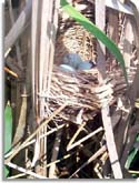 Red-wing Blackbird Nest