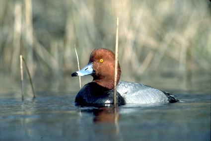 Redhead Drake