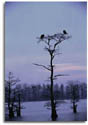 Reelfoot Lake, Tennessee