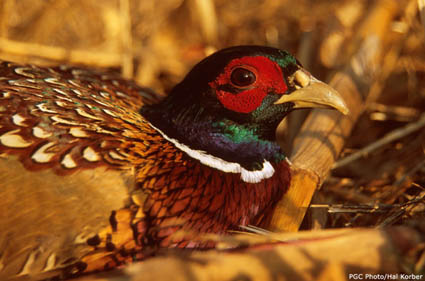 Ring-necked Pheasant