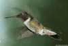 Ruby Throated Hummingbird