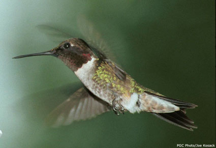 Ruby-Throated Hummingbird