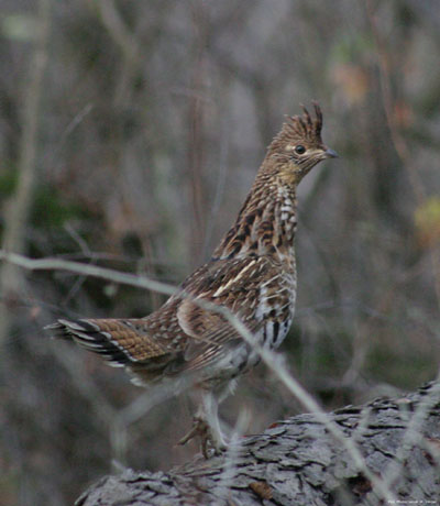 Ruffed Grouse