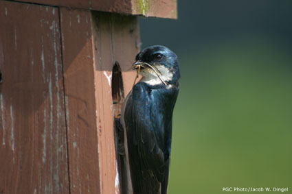 Tree Swallow