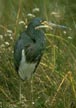 Tricolored Heron