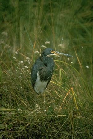 Tricolored Heron