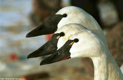 Tundra Swans