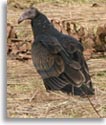 Turvey Vulture (Buzzard)