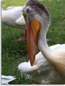 White Pelican