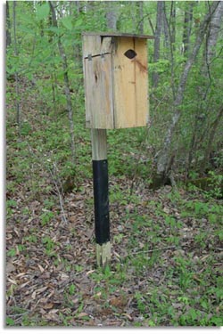 Wood Duck Nest Box