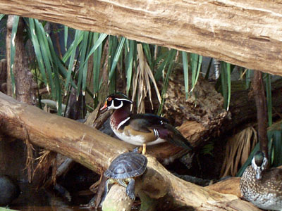 Male & Female Wood Ducks