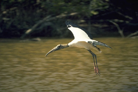 Wood Stork