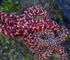 California Starfish