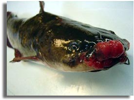 Cancerous Lesions - USFW photo